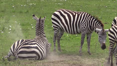 Trächtige-Zebras-Mit-Einem-Jungtier-Bilden-Ein-Streifenmuster,-Das-Es-Raubtieren-Erschwert,-Herauszufinden,-Wie-Viele-Tiere-Es-Sind