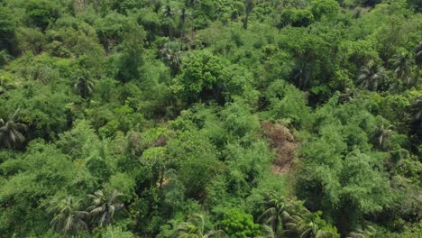 Luft--Oder-Draufsicht-Auf-Tiefgrünen-Wald-Oder-Dschungel