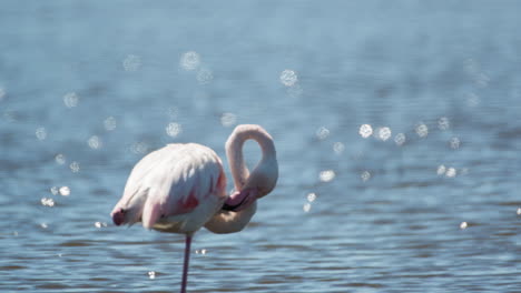 flamingos in shallow delta water in winter