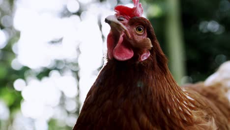 Chicken-closeup-with-lense-flare