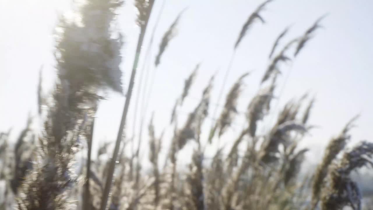 눈 시차 샷 근접 촬영-1에 덮여 지팡이