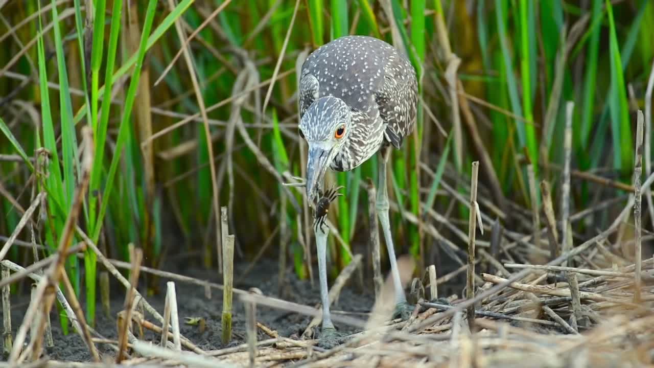 Jonge nachtreiger houdt een krab in zijn snavel op een modderige oever in het moeras in slow motion