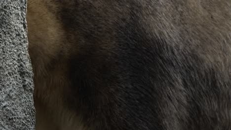 Extreme-Closeup-Of-A-Polar-Bear-In-The-Wilderness