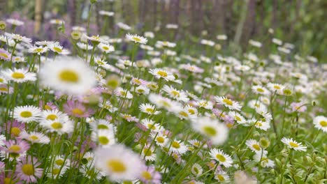 Dolly-Schoss-Durch-Ein-Blumenbeet-Mit-Gänseblümchen