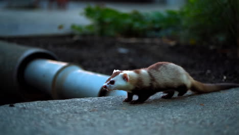ferret by a pipe