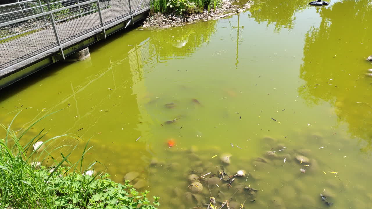 Vibrantly green koi pond with koi fish swimming in it.