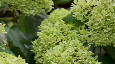 la hortensia verde florece en un jardín exuberante