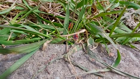 Two-young-nymph-European-firebugs-climbing-shrubs-in-spring,-static