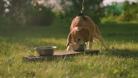 close up of two metal bowls placed on wooden plank as brown dog eagerly approaches to eat from them in lush outdoor garden on sunny day, with warm sunlight and greenery visible in the background