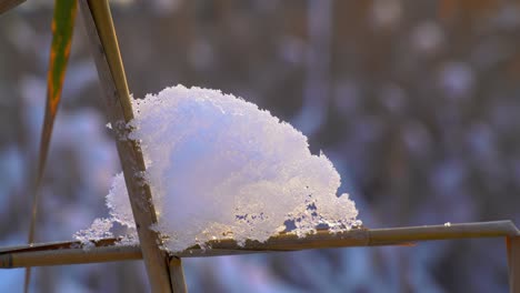 delicate snow accumulation on bamboo, capturing nature's serene beauty in a winter landscape, inspiring tranquility and reflection
