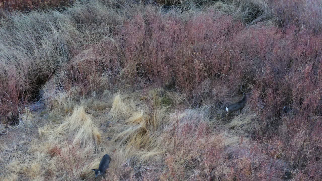 antena de un grupo de ciervos juntos en pastizales salvajes en un valle agradable