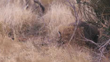 mountain lion lowers herself into bushes getting ready to pounce