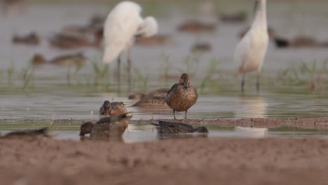 flock of birds in wetland in morning