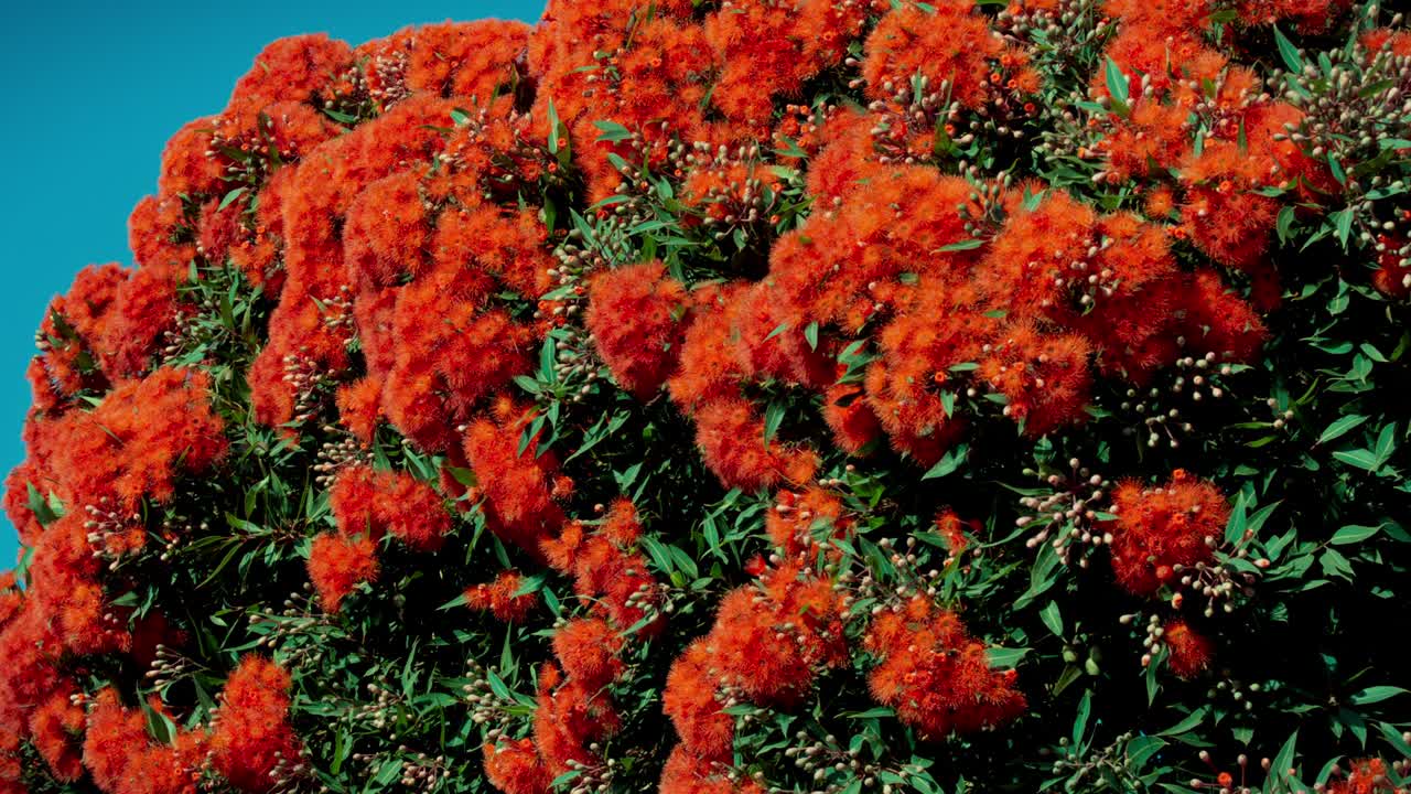 árbol de corymbia ficifolia con flores rojas