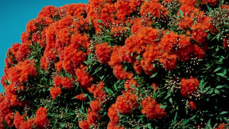 corymbia ficifolia tree blooming red flowers