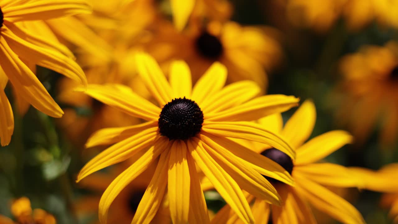 interactuando con la abeja de coníferas amarillas en el parque bute