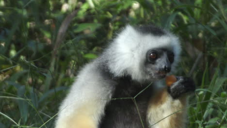 diademed sifaka feeds on orange fruit while sitting on ground