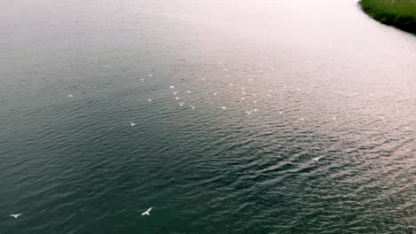 Toma-Aérea-En-Cámara-Lenta-Del-Vuelo-De-Las-Gaviotas-Sobre-El-Agua