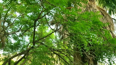 Leaves-moving-on-a-tree,-upward-perspective-4k