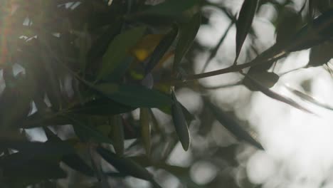 close slow motion shot of olive tree leaves with sun light flares