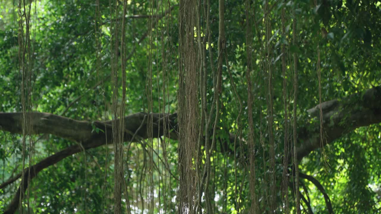 Towering tropical trees and dense jungle plants in Ubud Monkey Forest, Bali, Indonesia, tilt up along dangling aerial roots from banyan tree