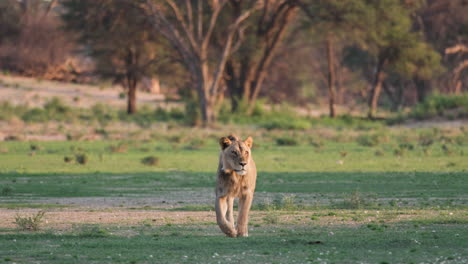 León-Caminando-Hacia-La-Cámara-En-La-Sabana-Africana---Plano-General