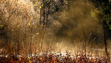 Misty-and-foggy-morning-light-above-flowing-waters-of-forest-stream