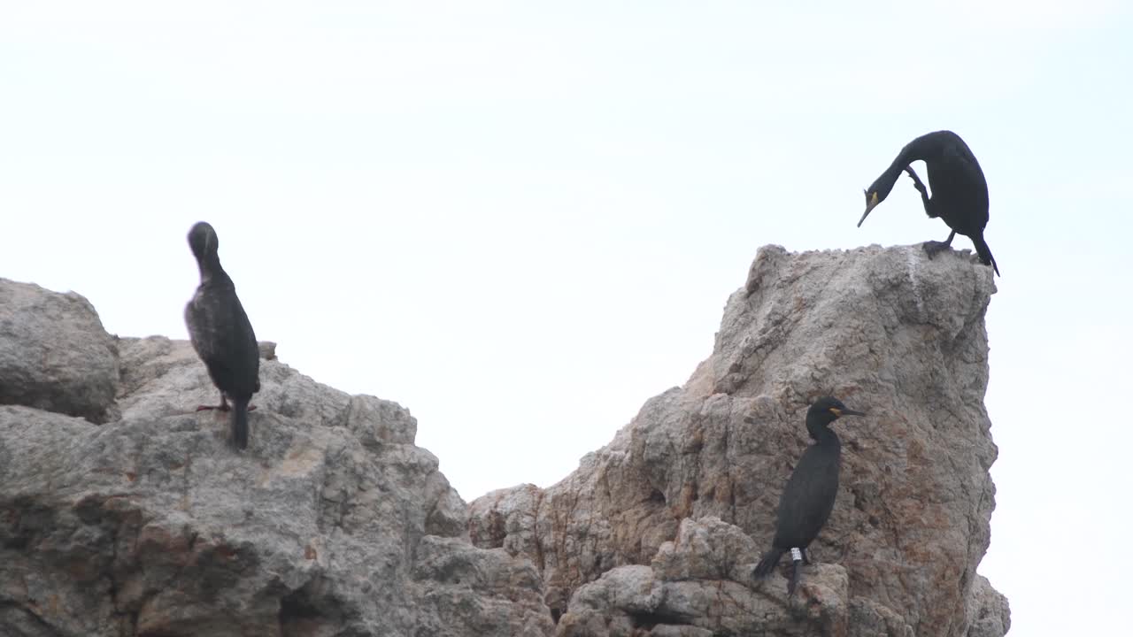 Gruppo di gabbiani seduti su una roccia in mezzo al mare
