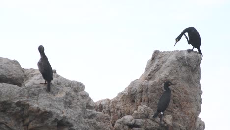 group of seagulls sitting on a rock in the middle of the sea