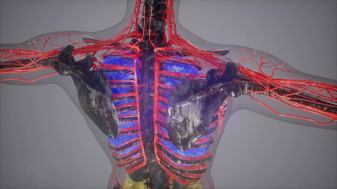 인간 신체 모델 일러스트