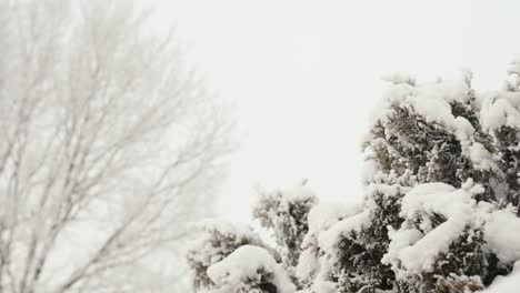 primer plano de un árbol nevado y un árbol sin hojas en el fondo en un frío día de invierno