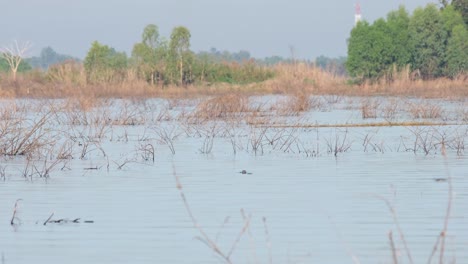 a monitor lizard varanus catches a big fish in the middle of the lake, as three little coots were passing by and moving to the left side of the frame, while drongos and barn swallows are flying around