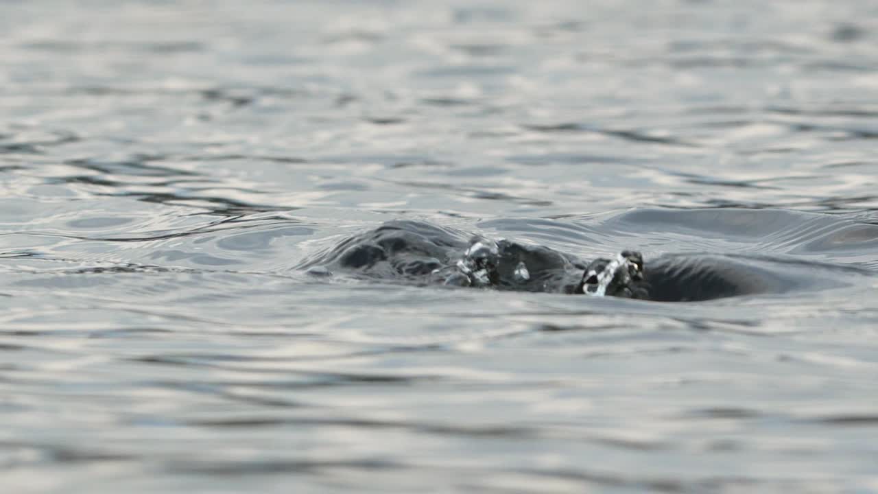 High detail closeup of tufted duck diving in pond 4k slow motion