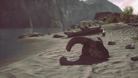 un cráneo en una playa