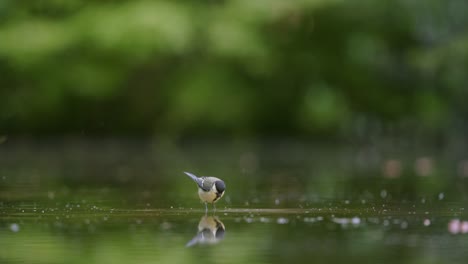great tit drinking water in a pond