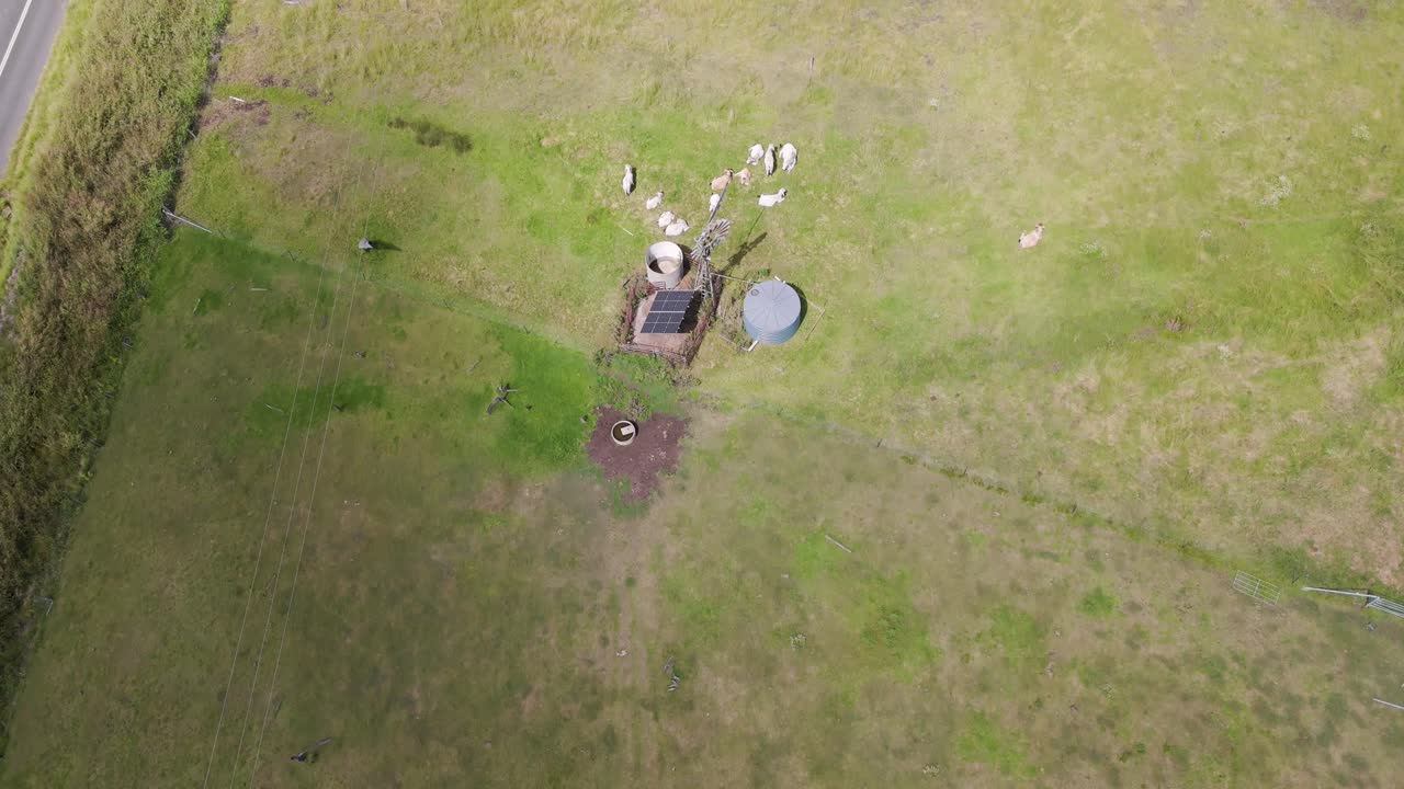 풍차 근처 에서 가축 들 이 먹이 를 먹고 있는 모습