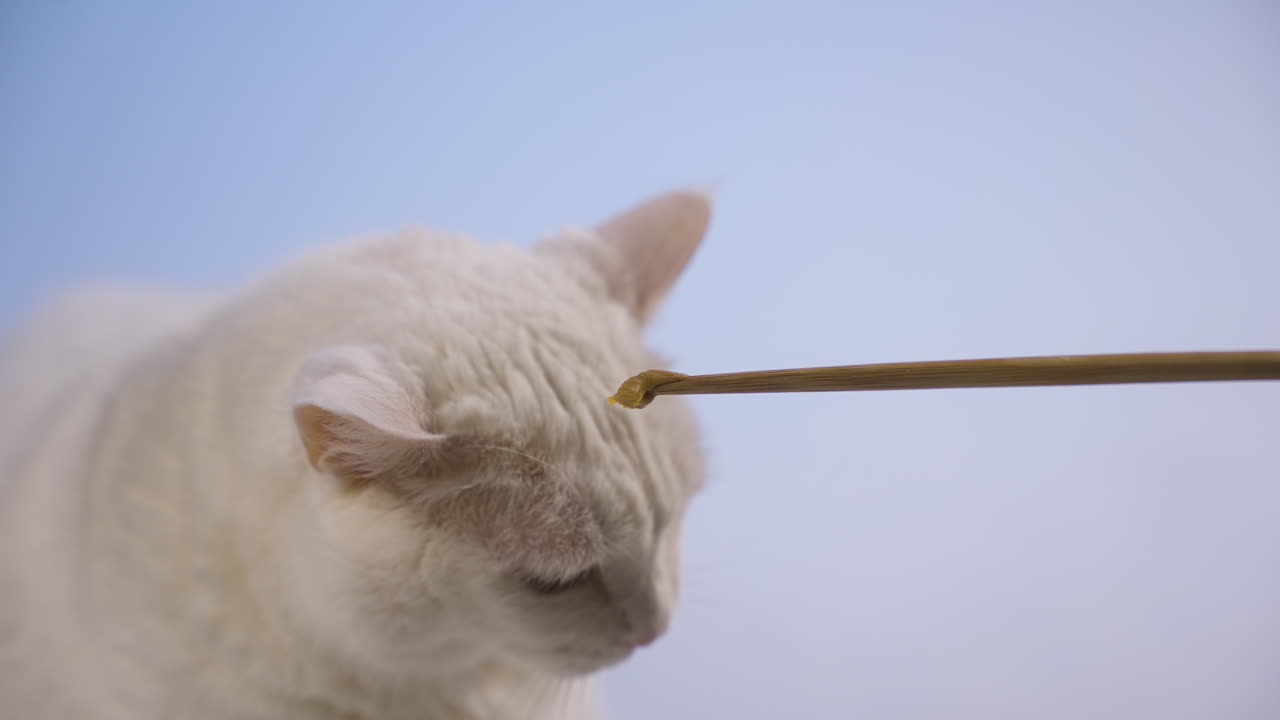gato mordisqueando una golosina frente a un fondo azul suave, estática media, la lengua lamia y luego mira hacia abajo