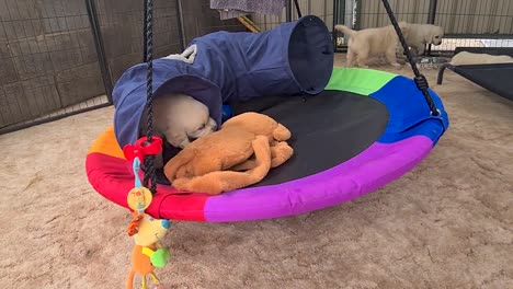 Golden-Retriever-Puppy-Relaxing-On-Round-Spinning-Hammock-Indoors