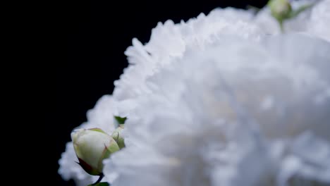 white peonies in studio closeup sliding rotating display