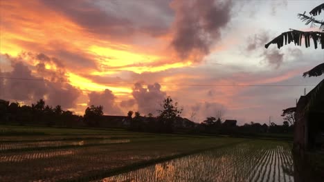 Hermosa-Puesta-De-Sol-Calmante-Y-Relajante-En-El-Campo-De-Arroz-Con-Hojas-De-Plátano-Ondeando