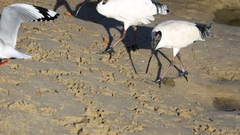 ibis and seagull foraging and interacting on the beach