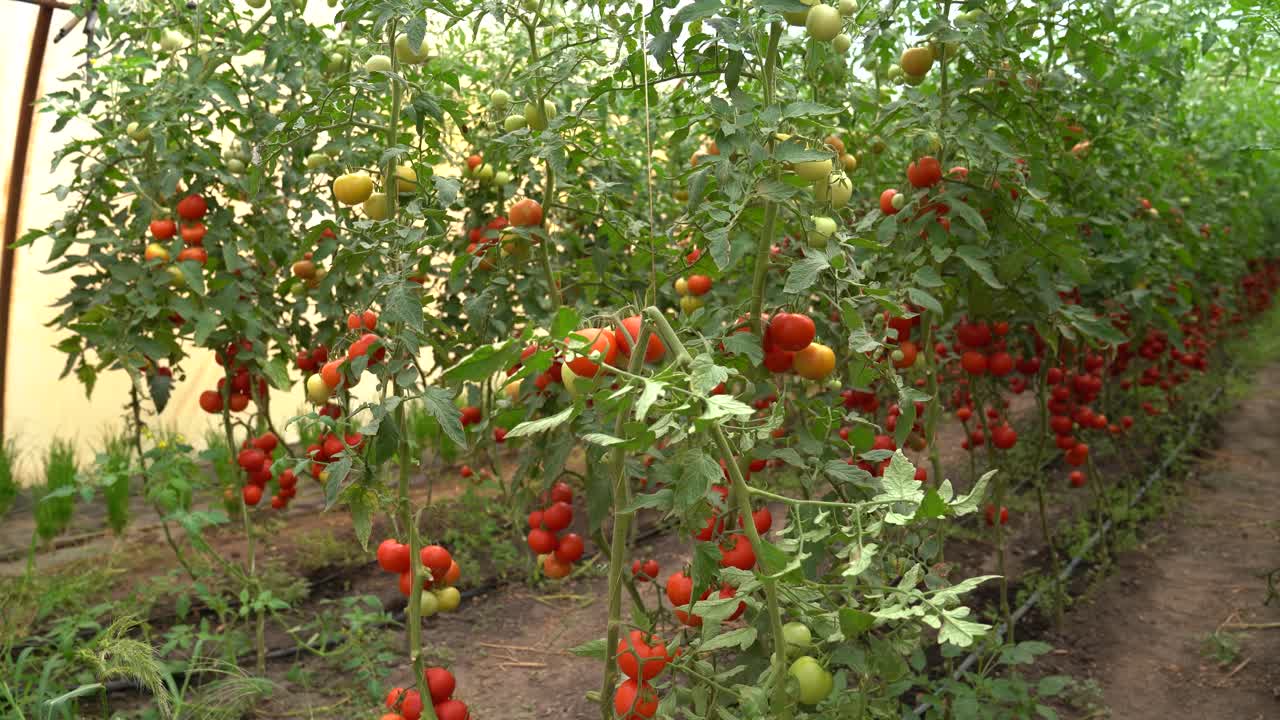 온실 에서 꽃 을 피우고 있는 활기찬 토마토 식물, 익은 과 미숙 한 과일 들 이 매달려 있다