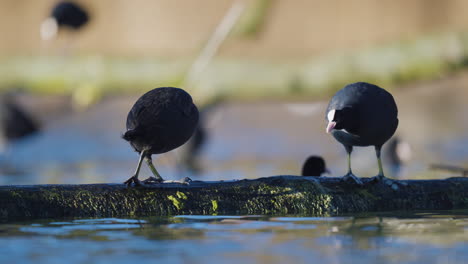 two coots on a log , one being chased off by the other more territorial coot, low angle