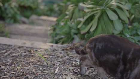 hermoso gato gris mira alrededor en la naturaleza y luego sale del marco en cámara lenta 4k