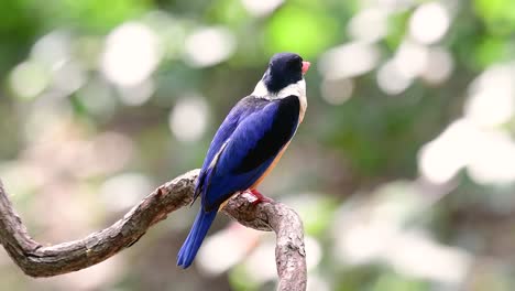 el martín pescador de gorra negra tiene un pico rojo como un caramelo y una gorra negra que se encuentra en tailandia y otros países de asia