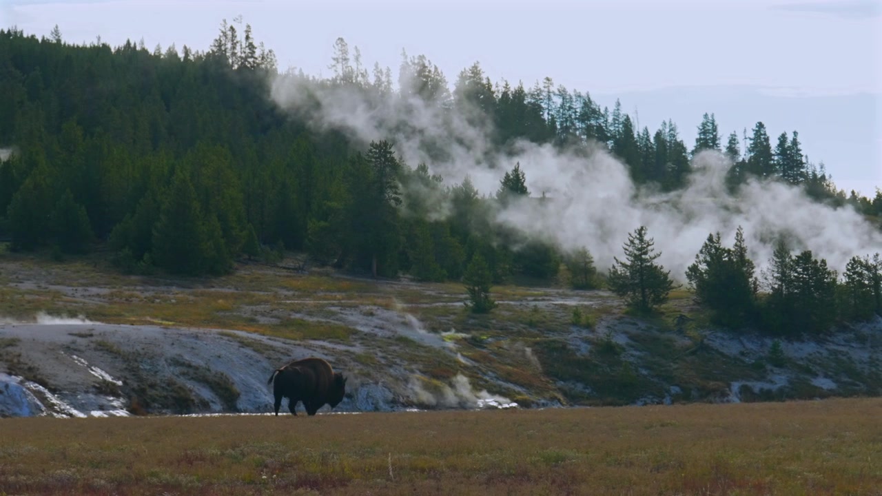 Walking grazing wild buffalo American Bison walking Old Faithful Grand Geyser landscape Mid Geyser Basin Yellowstone National Park Wyoming hot springs thermal steam Fall Autumn sunny morning pan right