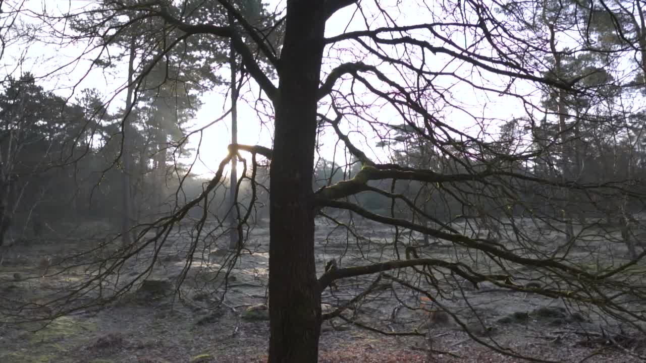 겨울의 숲의 빛