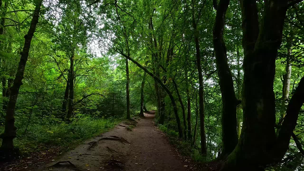 un paseo sereno a través de un bosque verde y exuberante