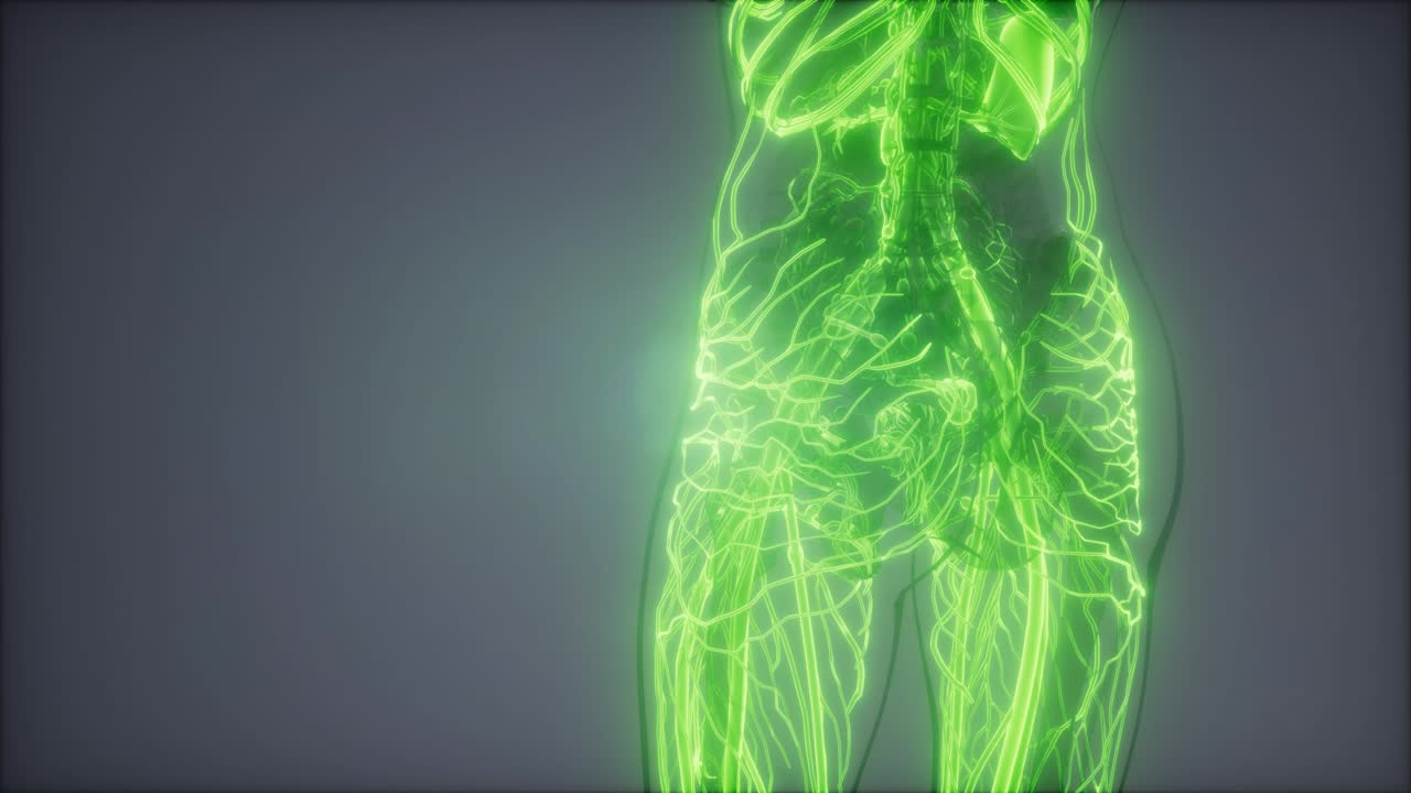 vasos sanguíneos del cuerpo humano