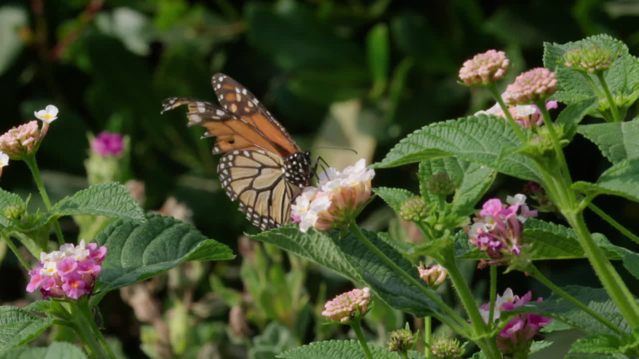 Farfalla monarca su fiori di lantana